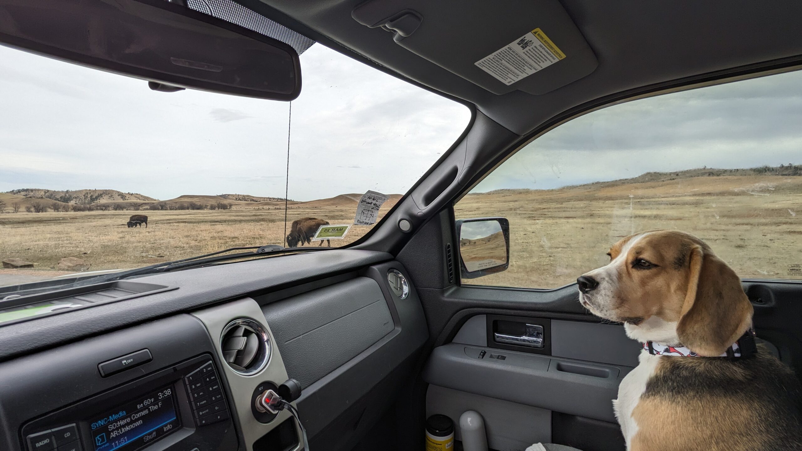 Discover the Natural Majesty of Custer State Park, South Dakota