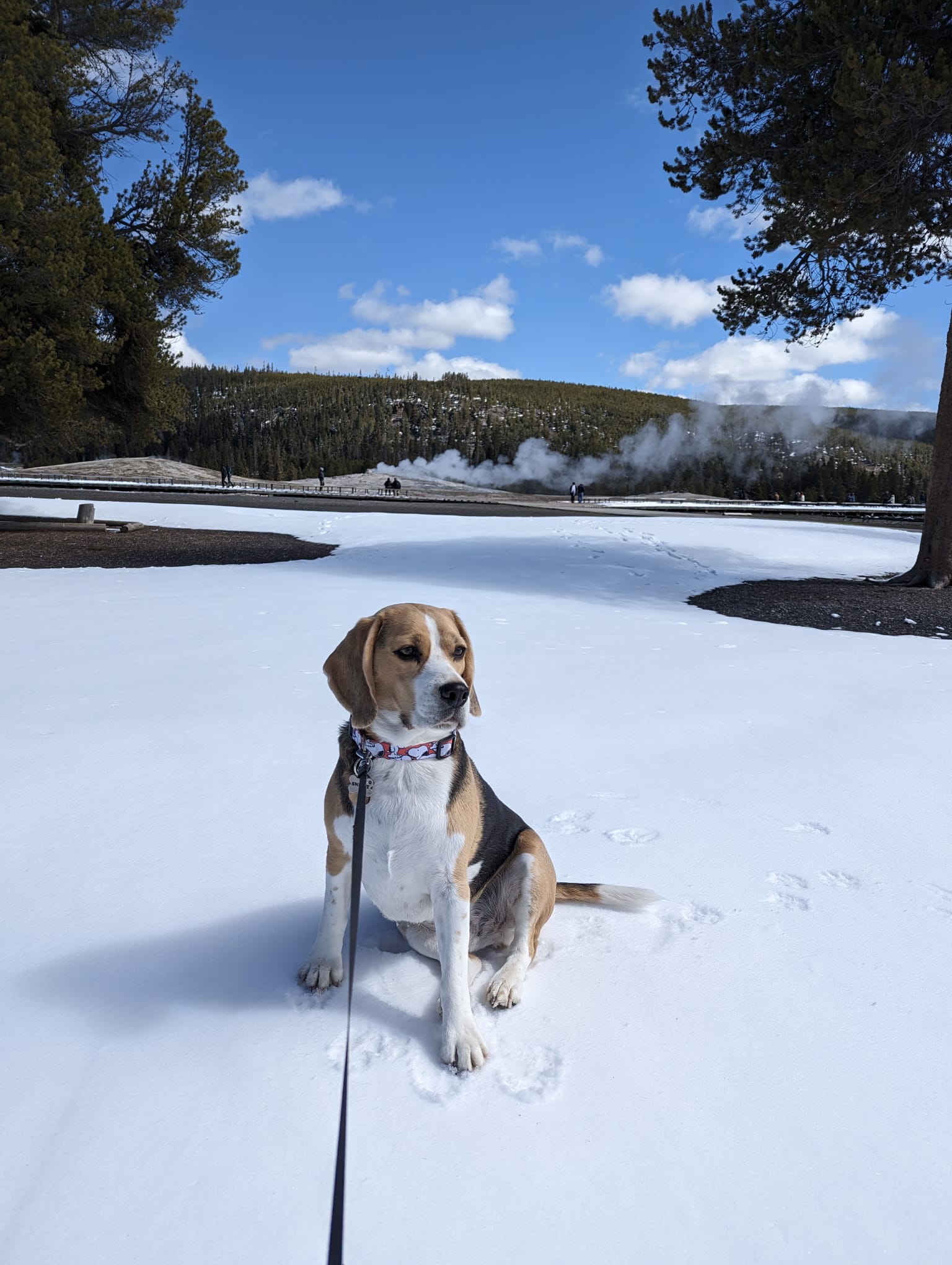 Beagles Walking in Snow & Subzero Conditions