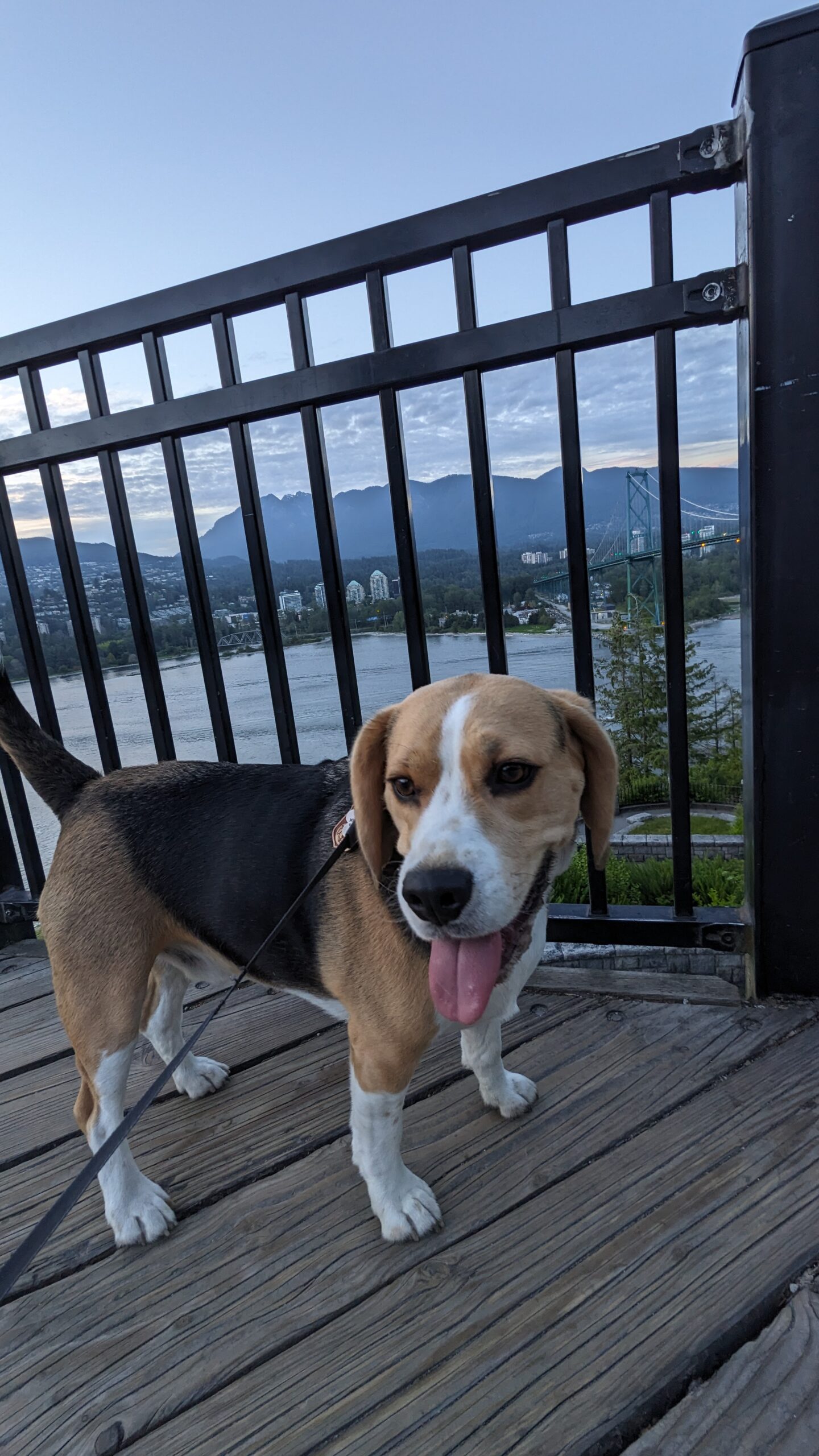 Walking Your Dog Across the Lions Gate Bridge in Vancouver