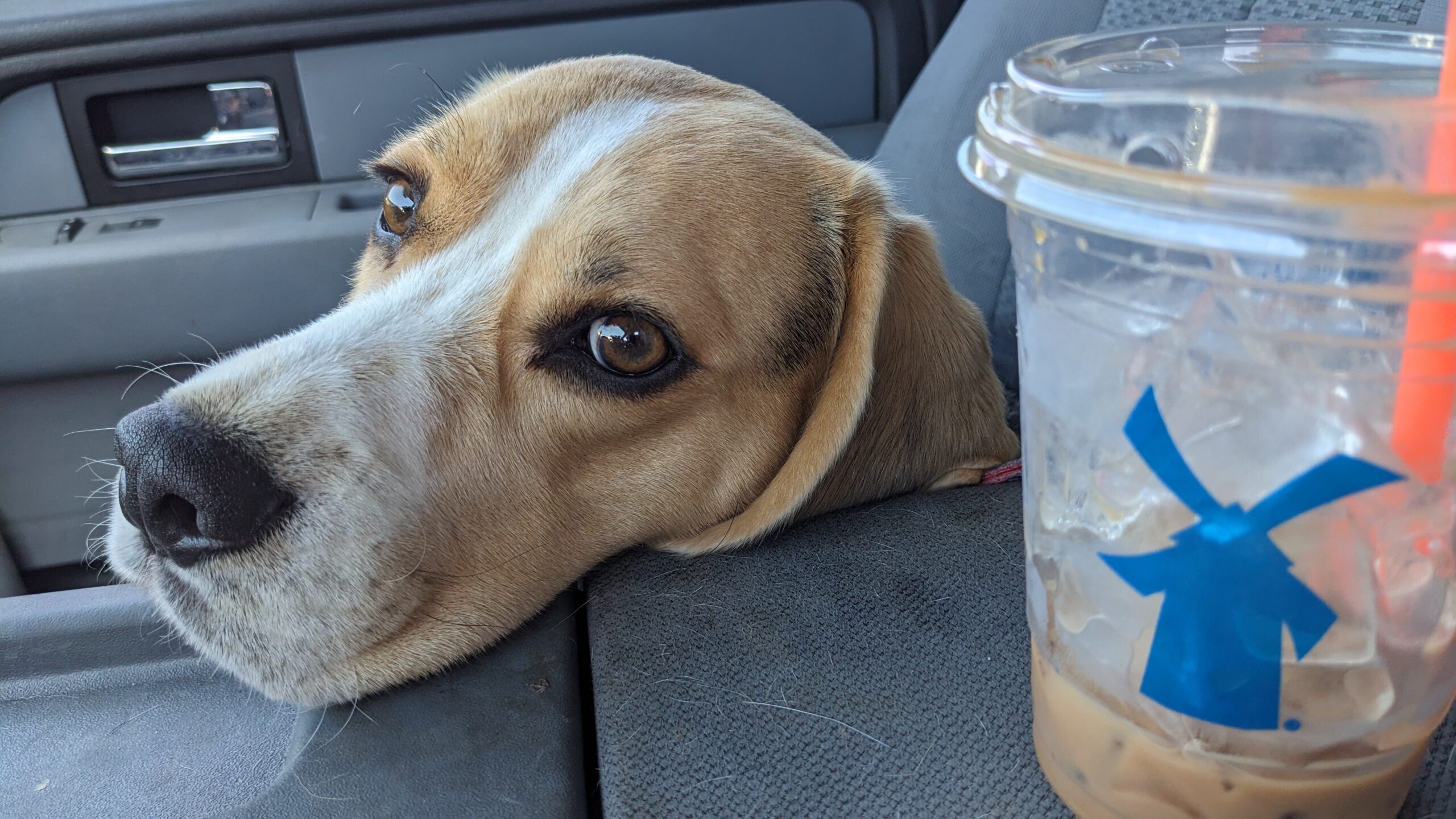 Get this Dog a Puppycino! The Rise of Dutch Bros in the Pacific Northwest