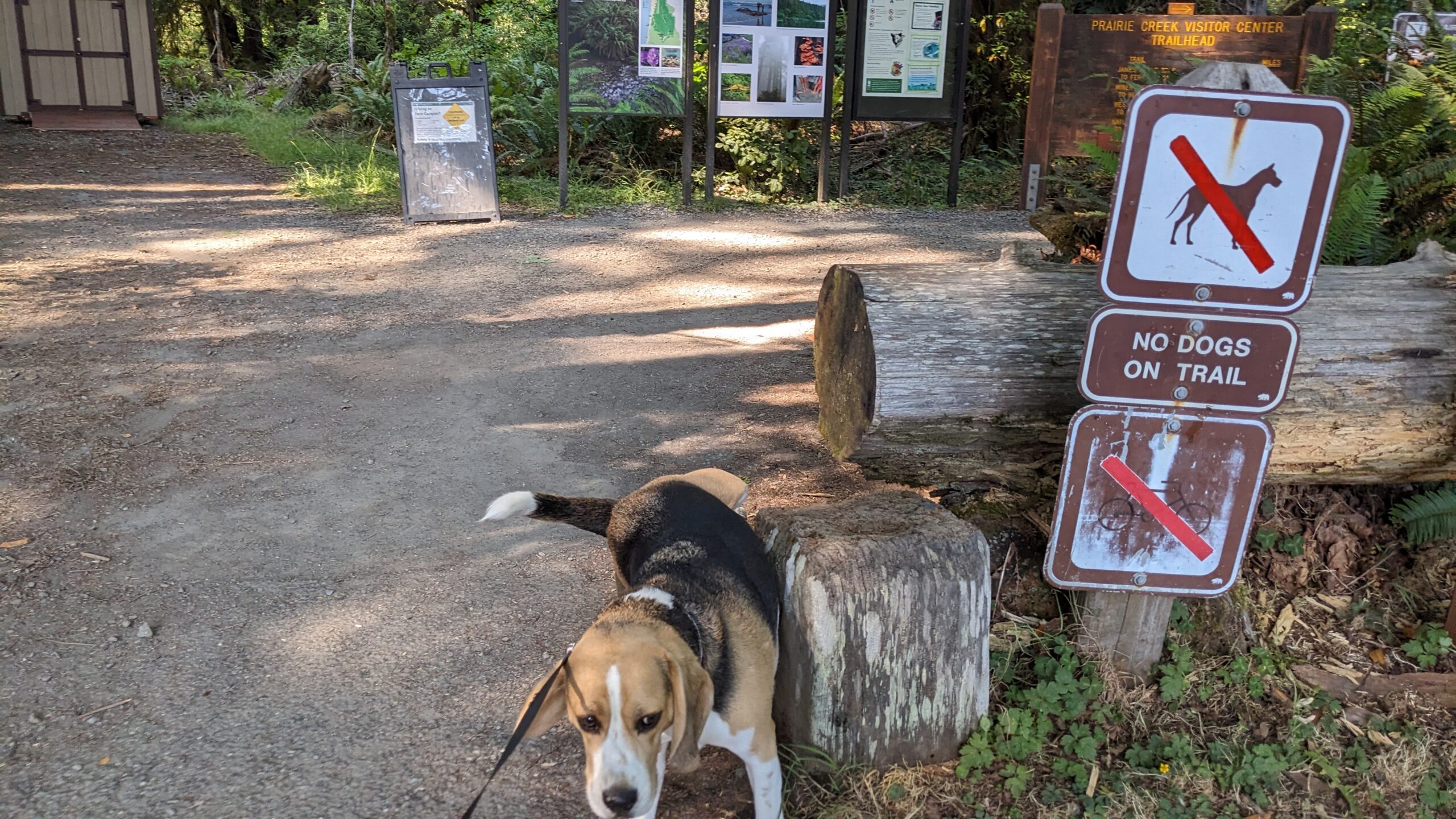 Exploring Redwood National Park: Big Trees with Canine Limitations