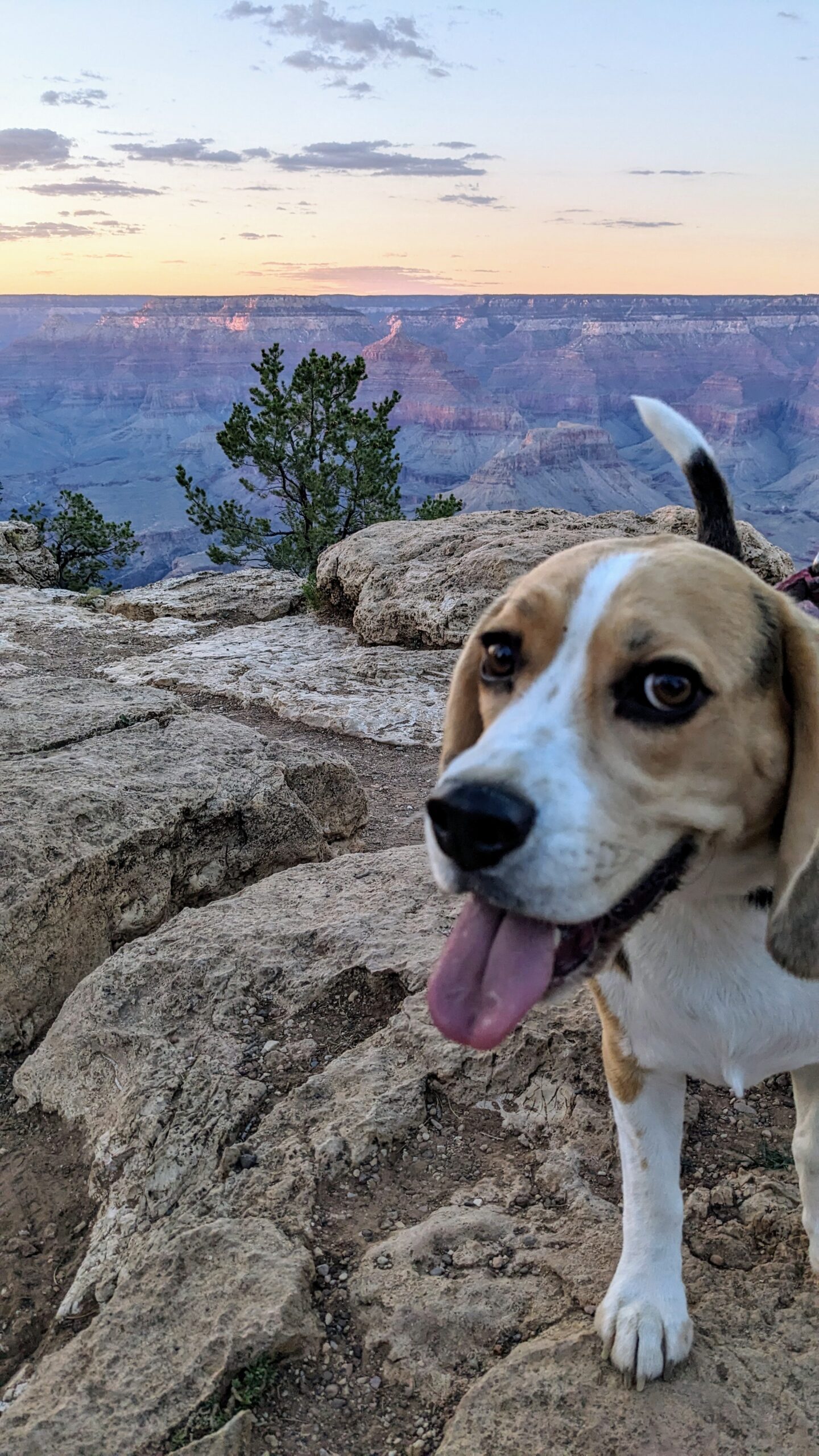 Taking Dogs to the Grand Canyon South Rim: A Day With Sniffy